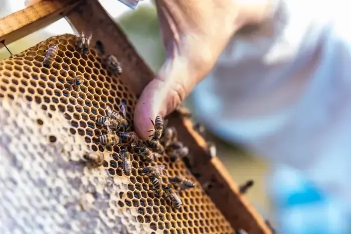 Beekeeper holding a honeycomb frame