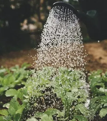 Water falling over young plants in the garden