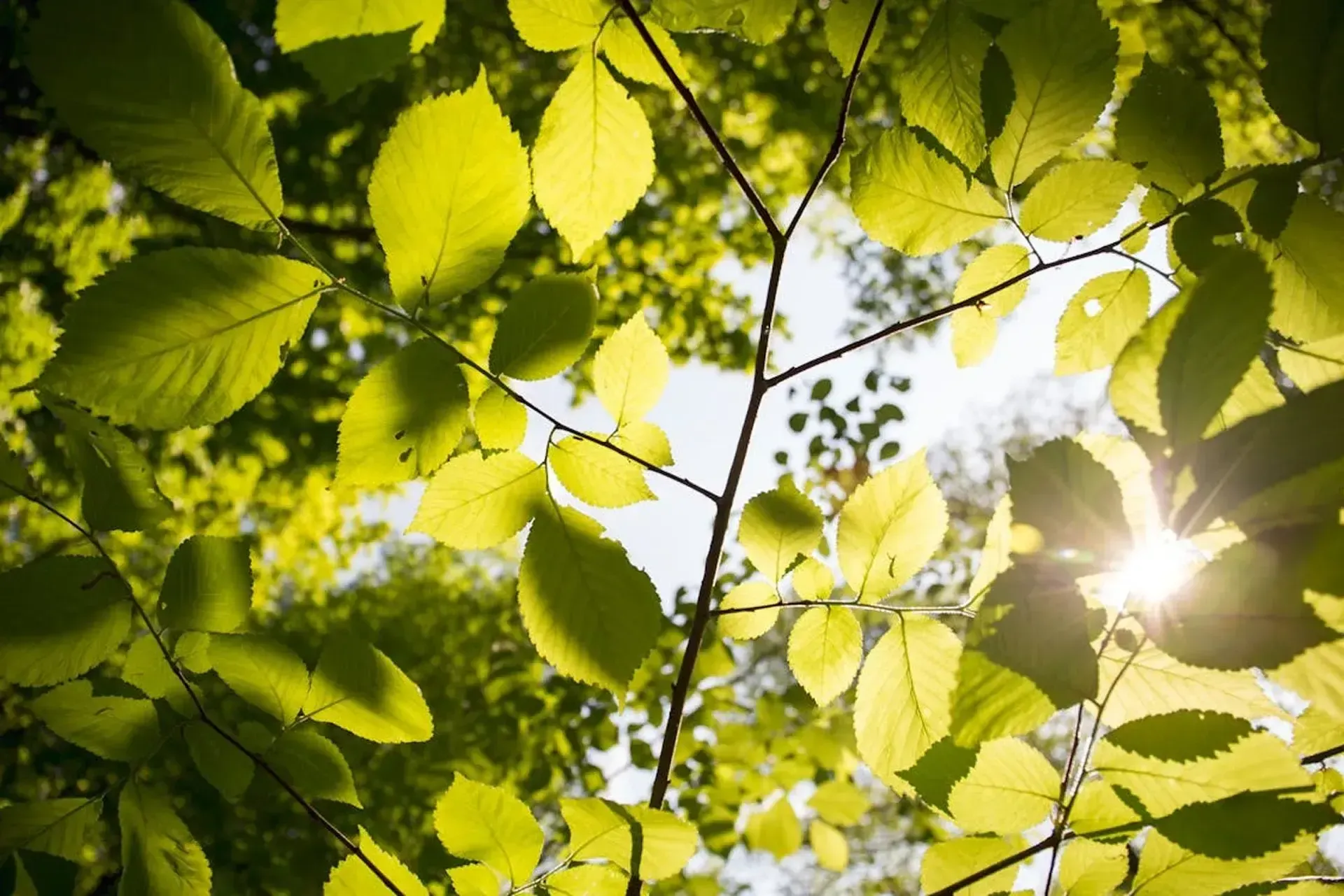 Green leaves in the sunlight